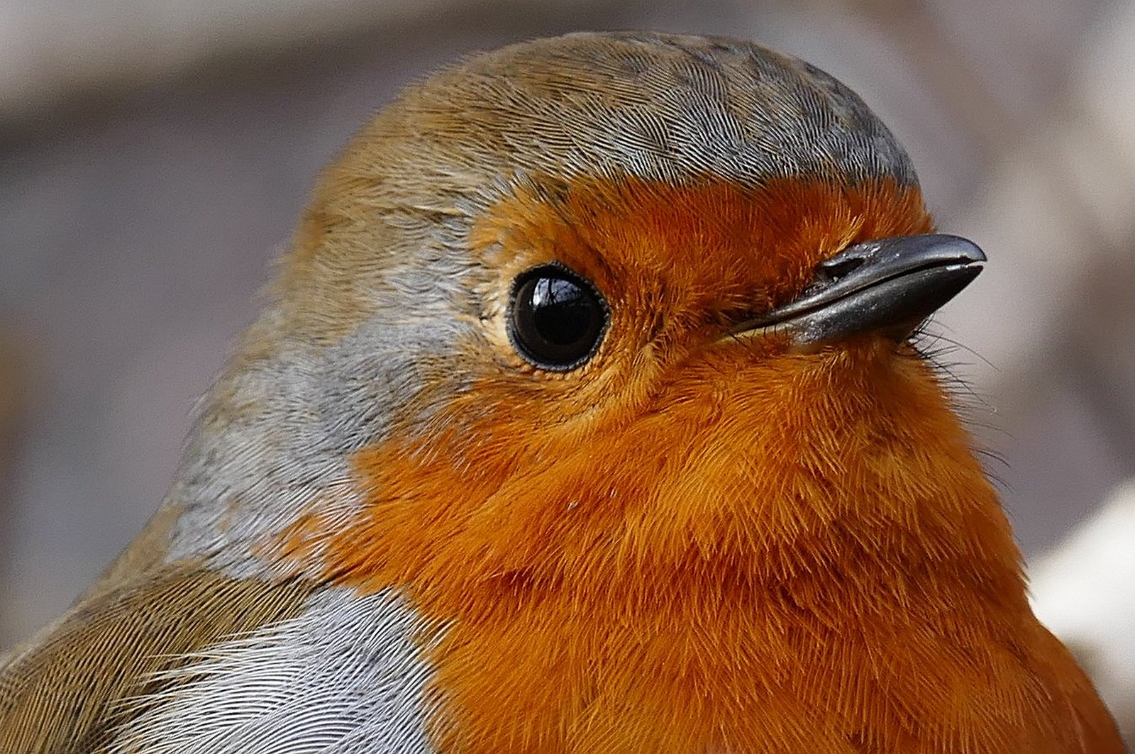 another fZ1000 robin shot.. Panasonic Compact Camera Talk Forum